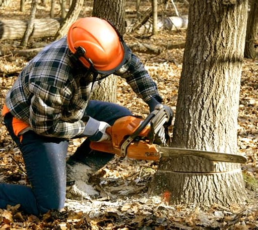 Tree Removal in Pruden, TN